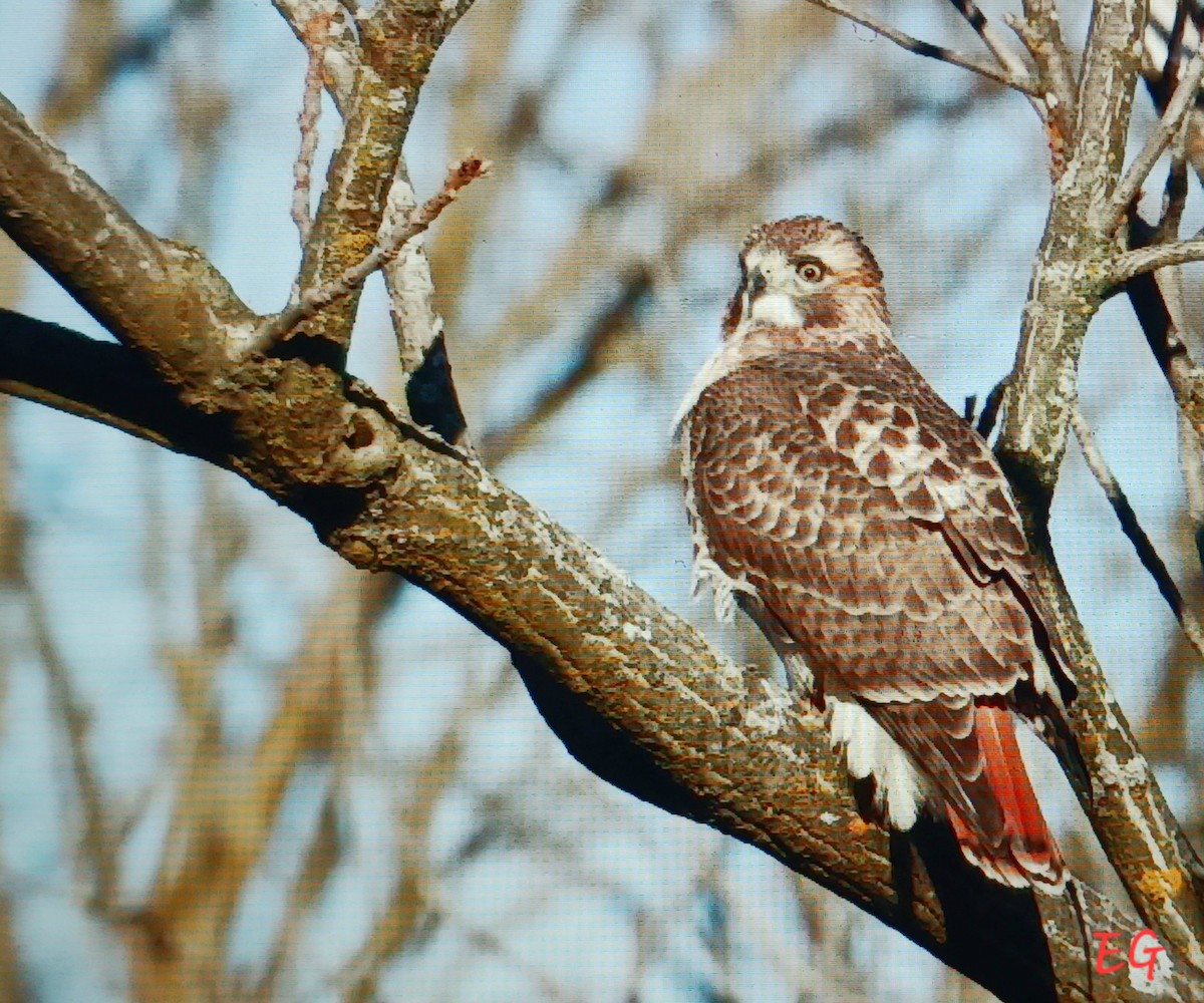 Red-tailed Hawk - ML646117030