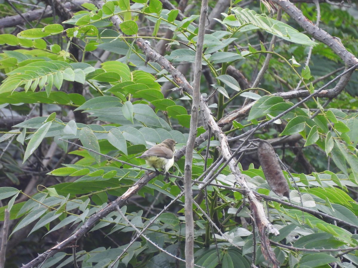 Purple Sunbird - ML646117031