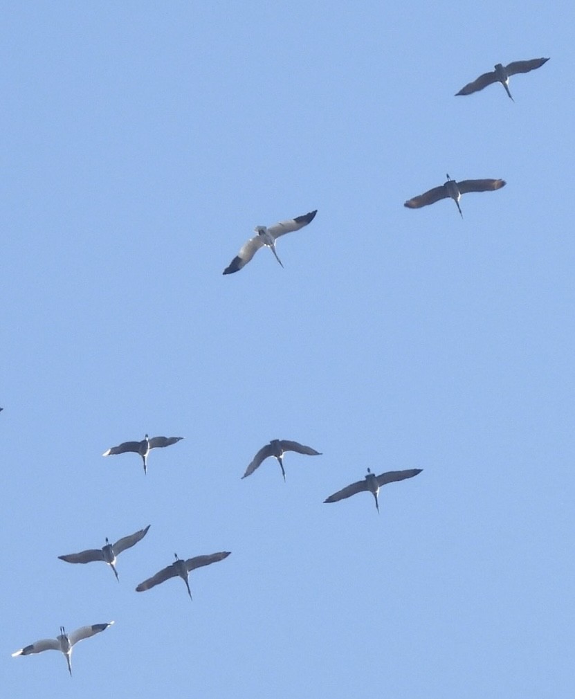 アメリカシロヅル - ML646117036