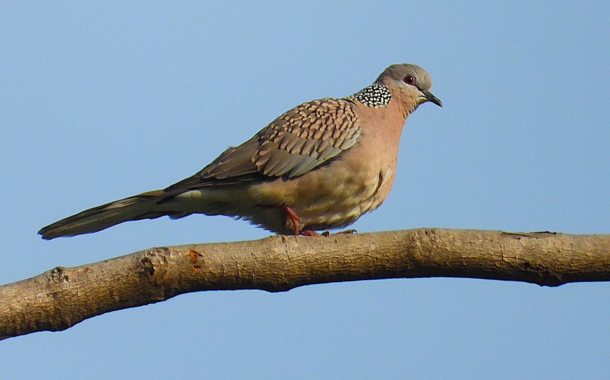 Spotted Dove - ML646117037