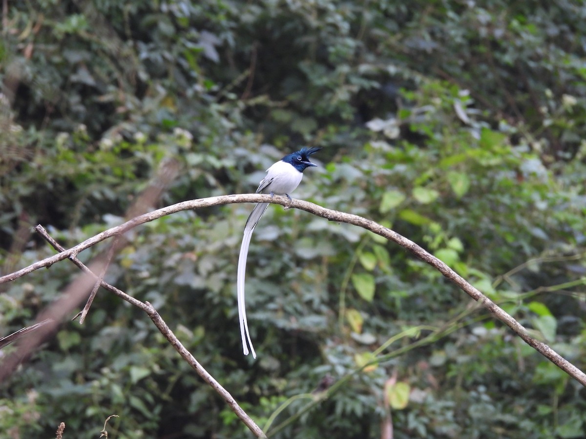 Indian Paradise-Flycatcher - ML646117048
