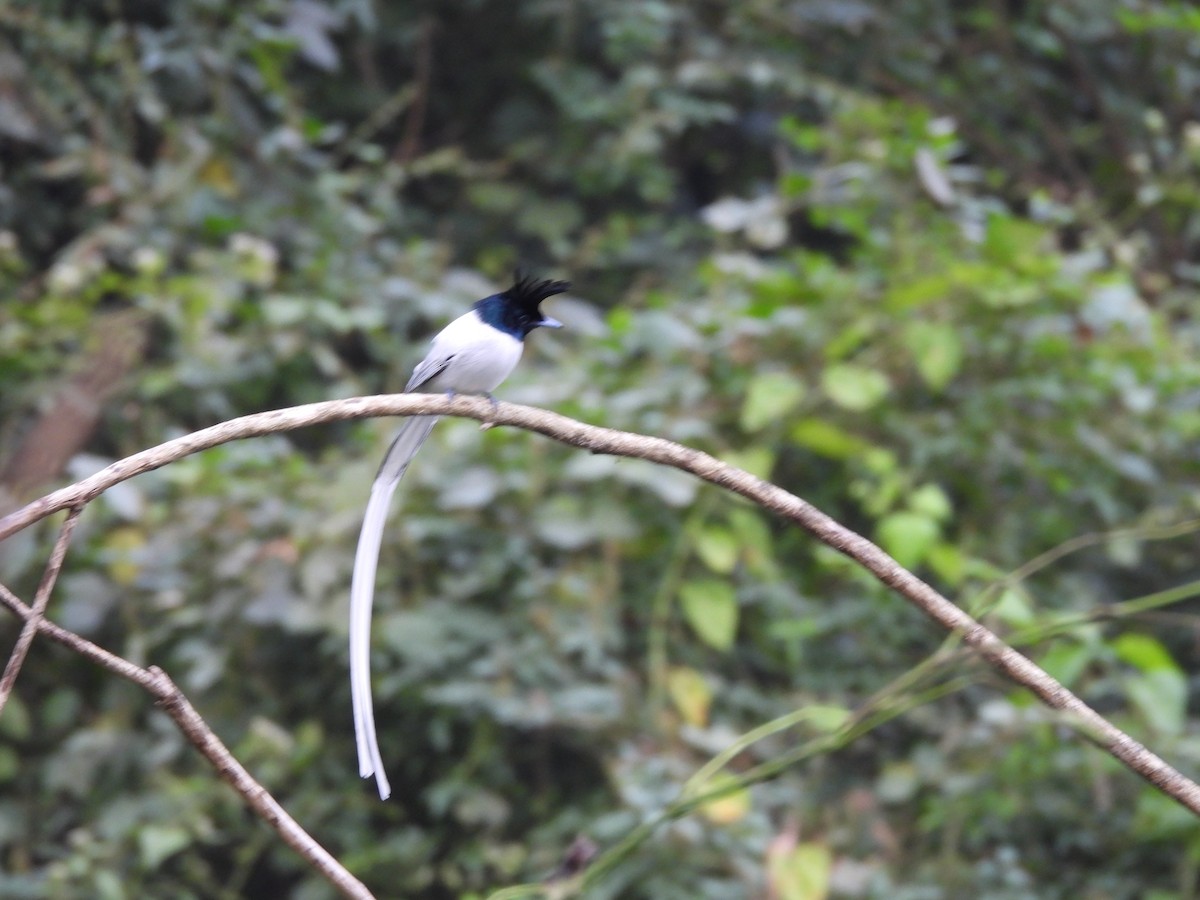 Indian Paradise-Flycatcher - ML646117049