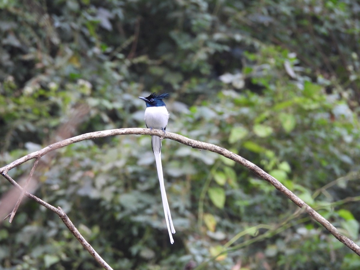 Indian Paradise-Flycatcher - ML646117050