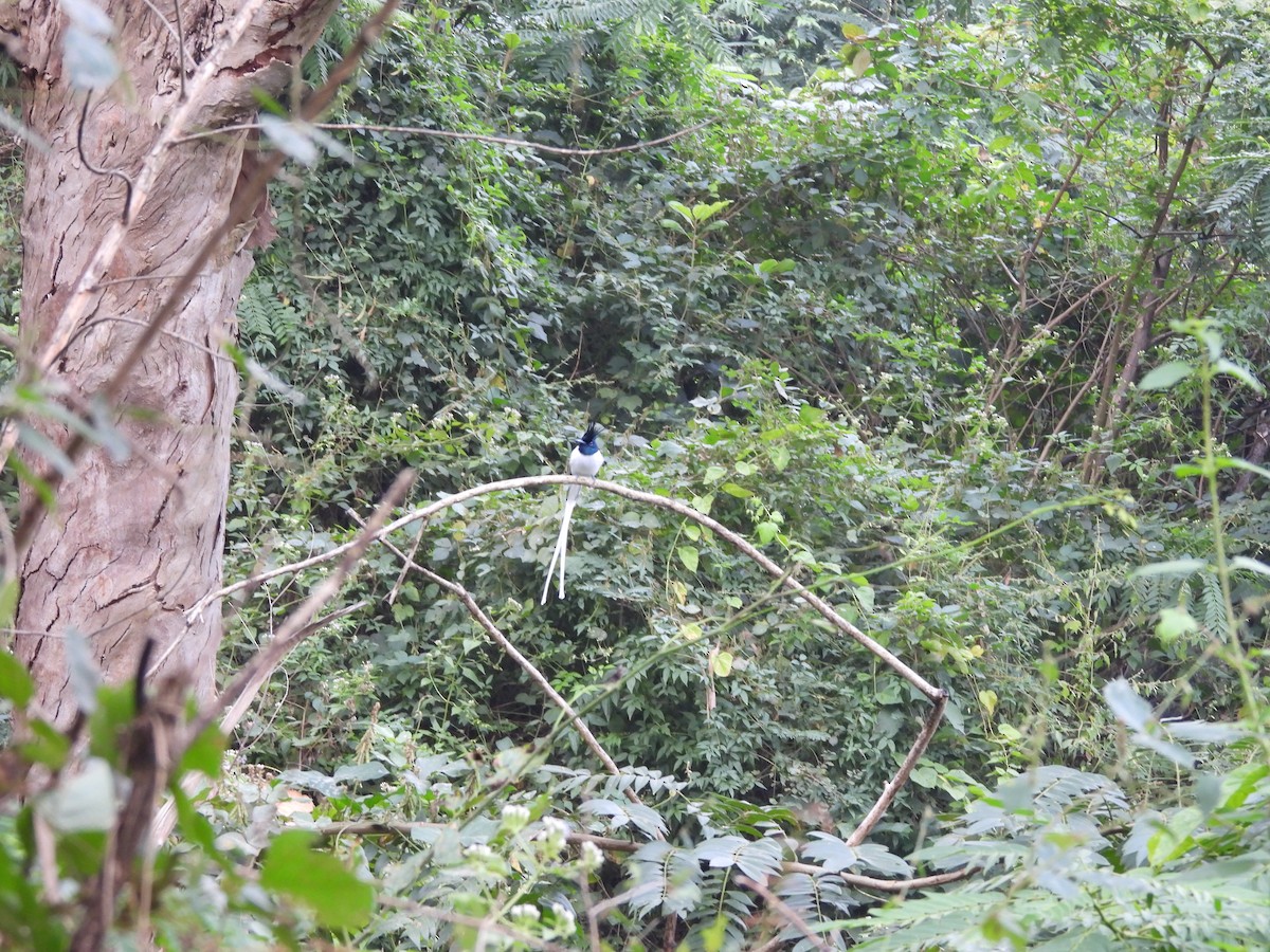 Indian Paradise-Flycatcher - ML646117051