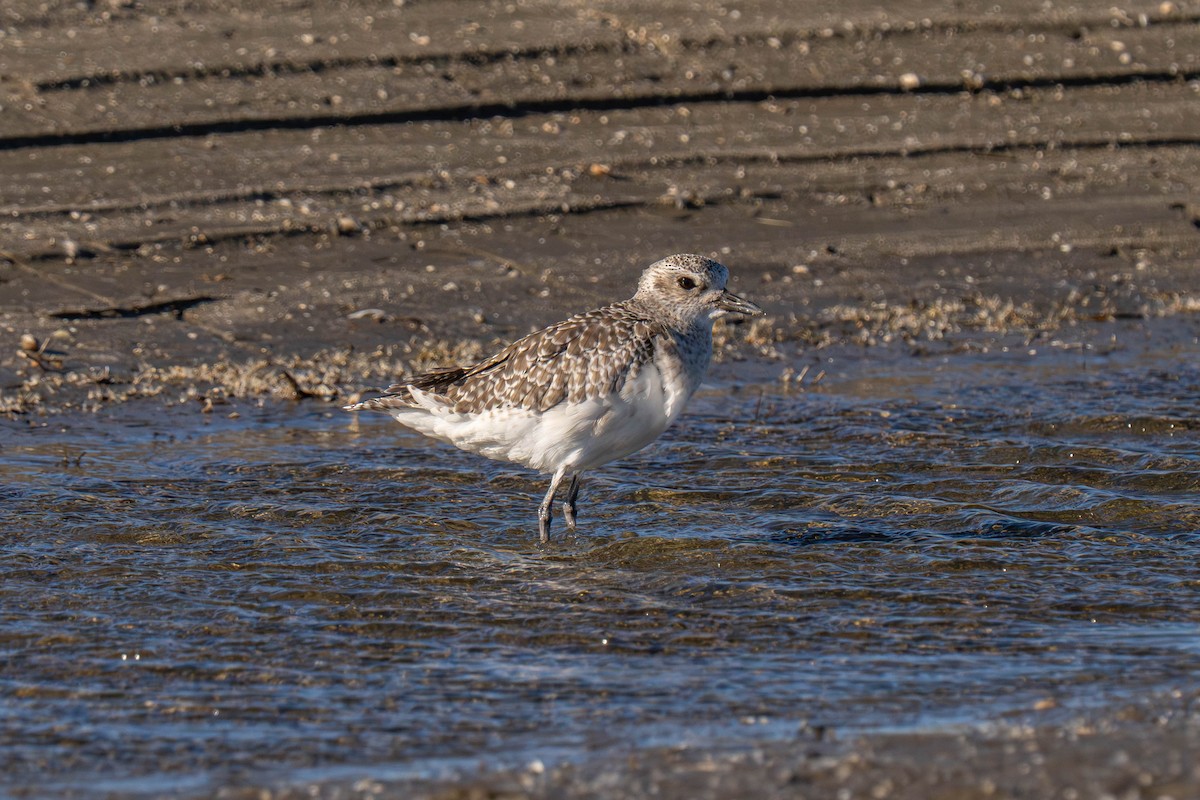 Black-bellied Plover - ML646117054