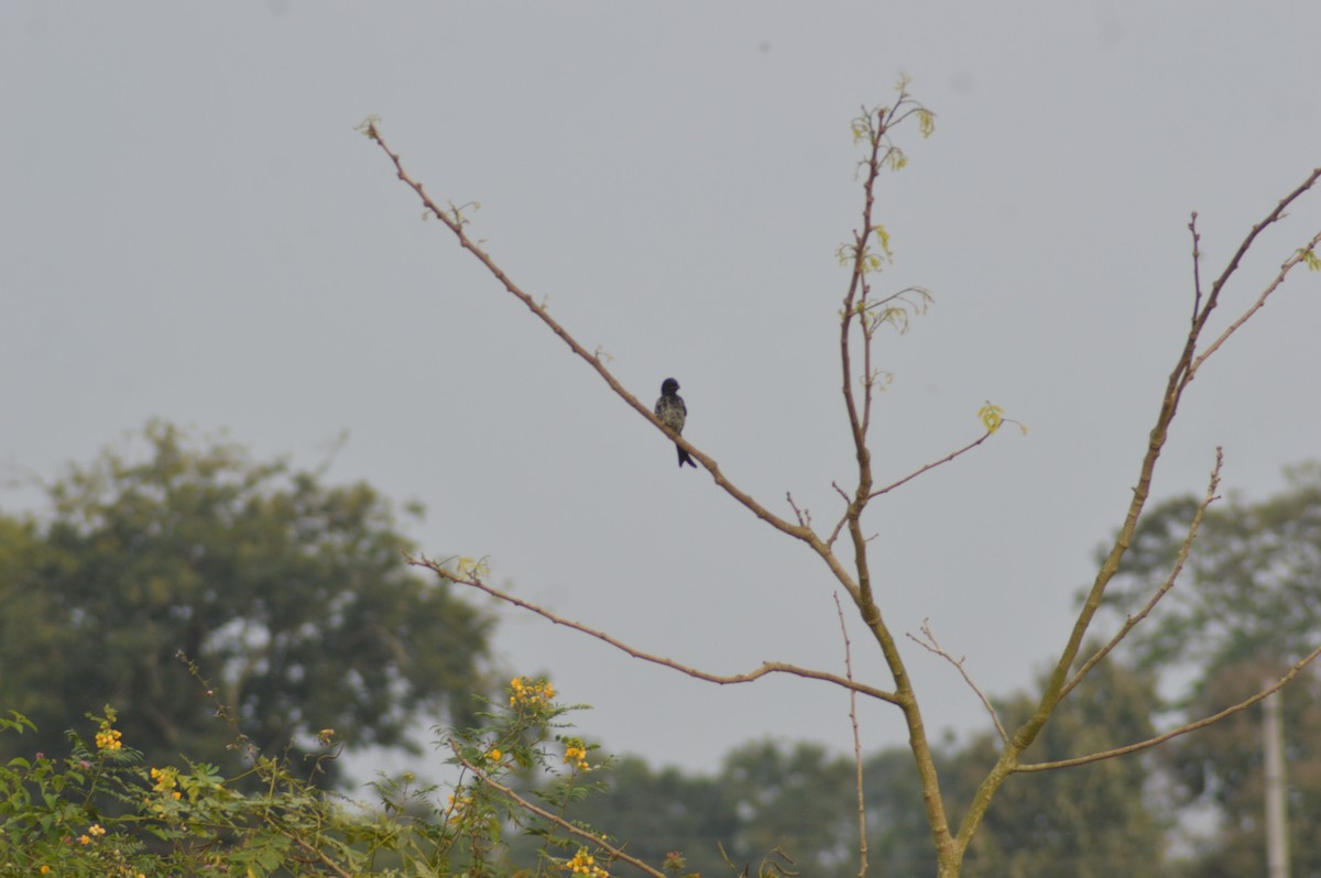 drongo černý - ML646117055