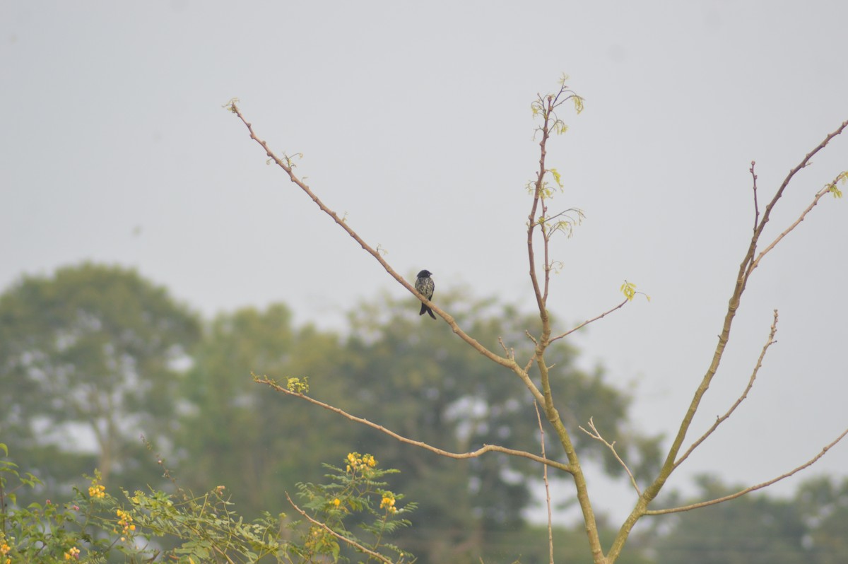 drongo černý - ML646117056