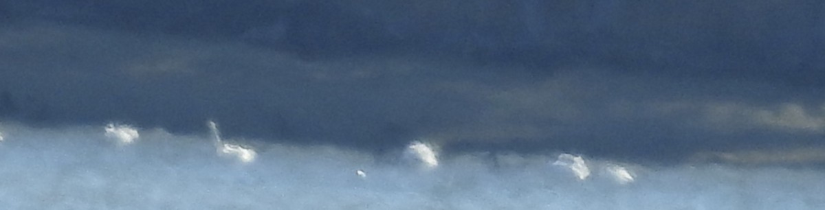 Tundra Swan - ML646117057