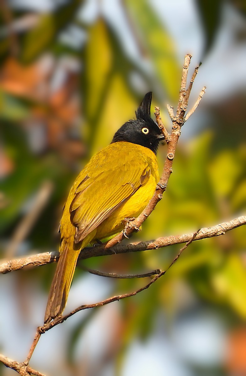 Black-crested Bulbul - ML646117059