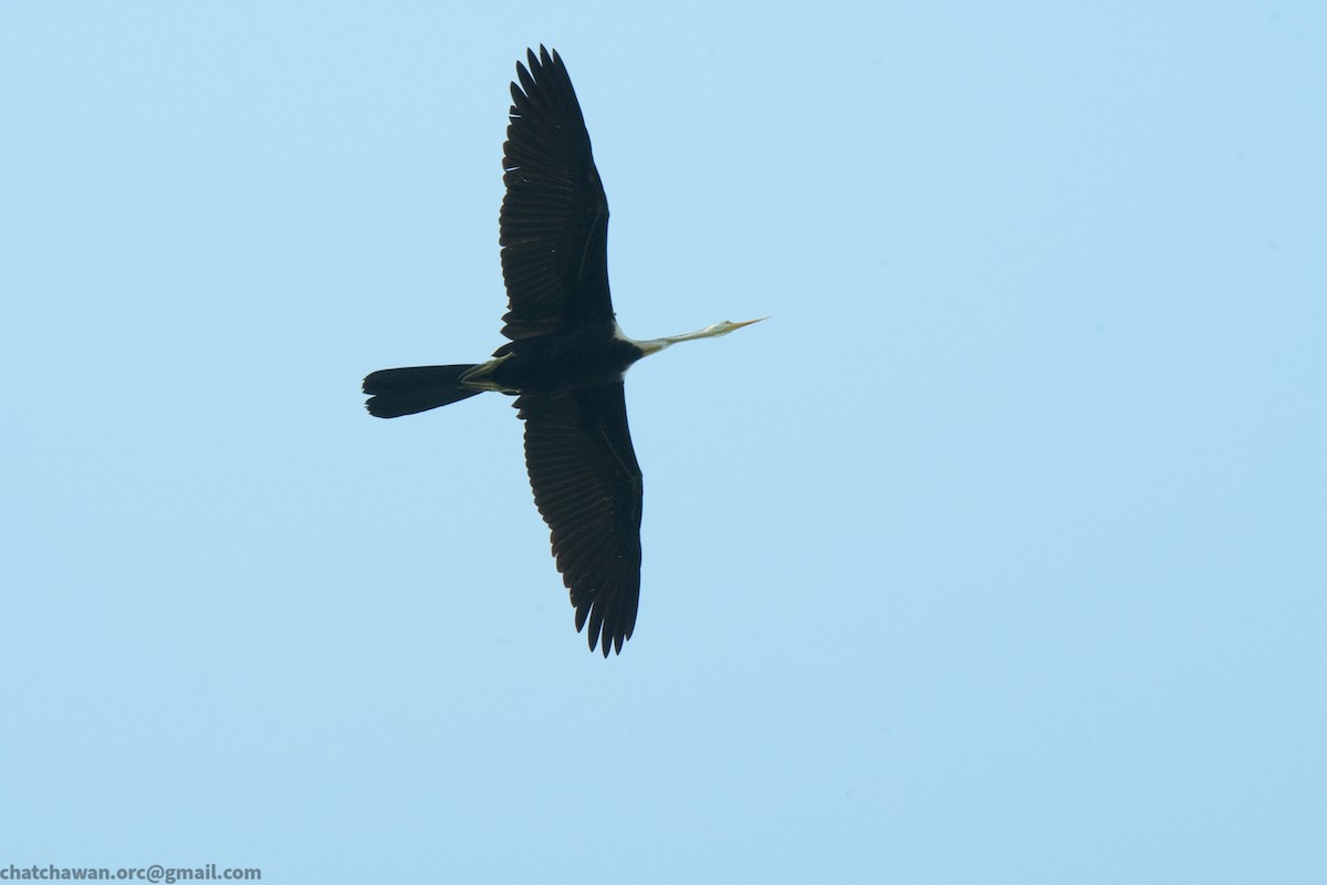 Doğu Yılanboyunu - ML646117061