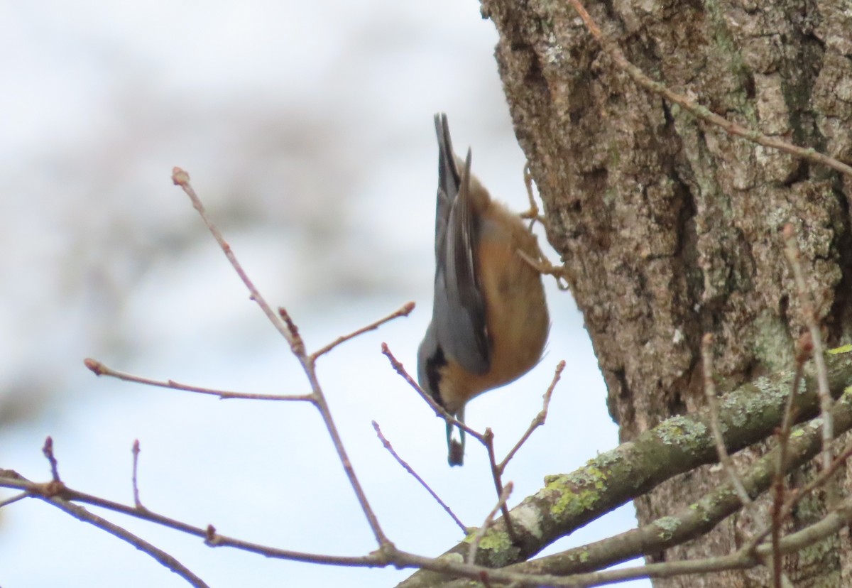 סיטה אירופית - ML646117062