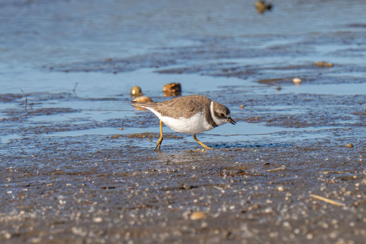 Semipalmated Plover - ML646117066