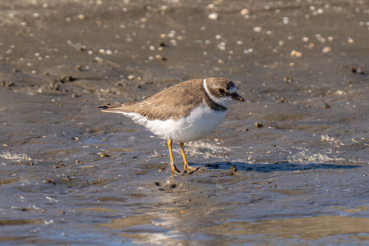 Semipalmated Plover - ML646117067