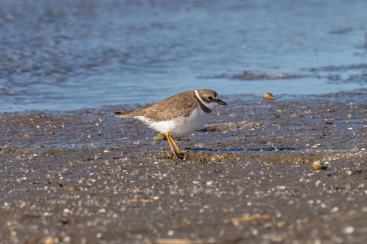 Semipalmated Plover - ML646117068