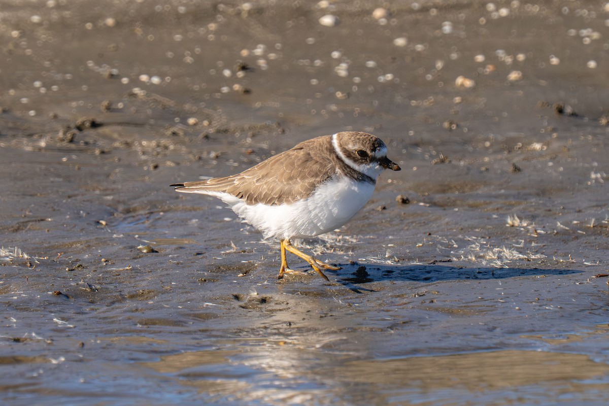 Semipalmated Plover - ML646117069