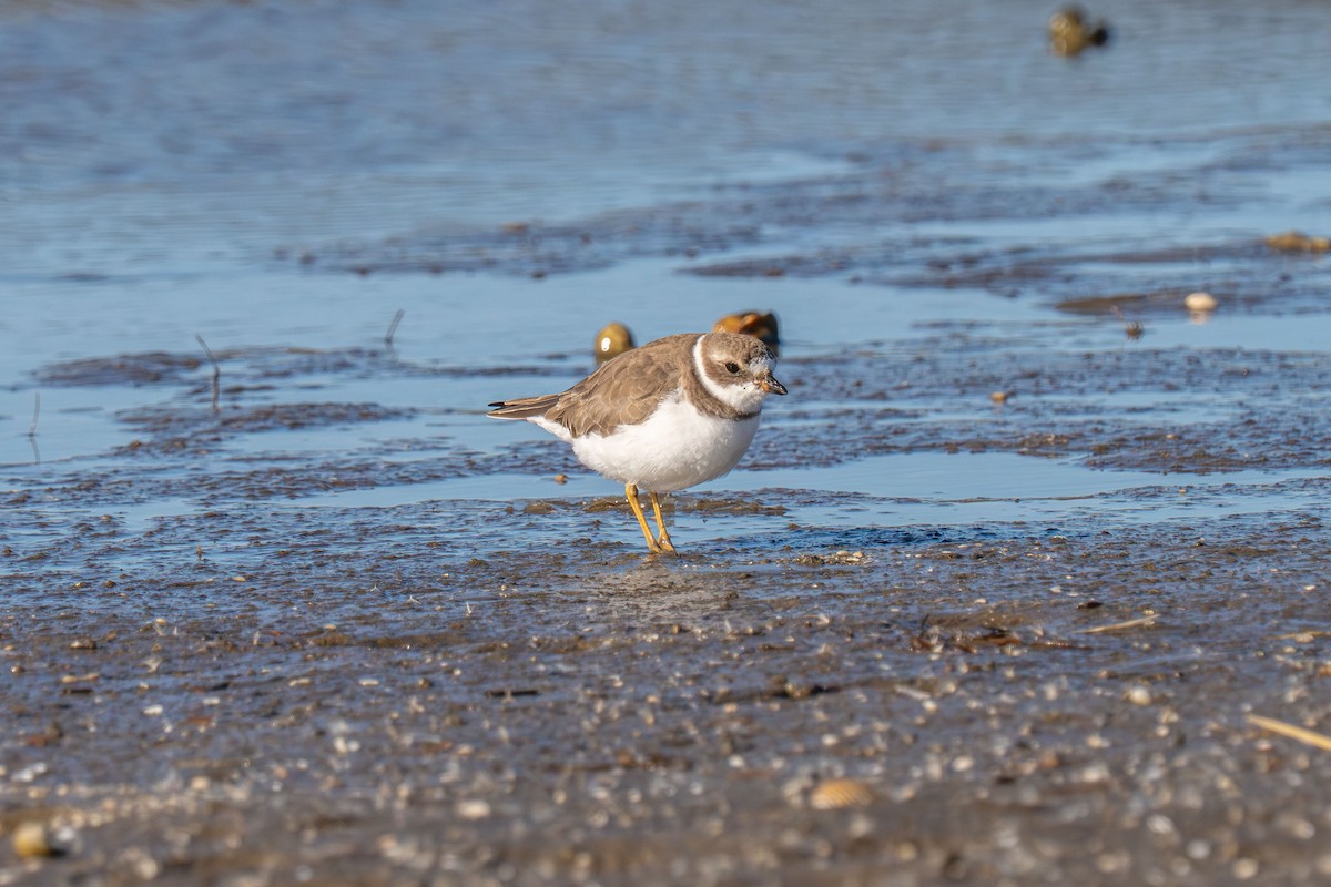 Semipalmated Plover - ML646117070