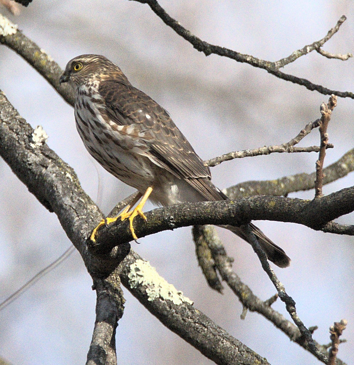 Яструб неоарктичний - ML646117077