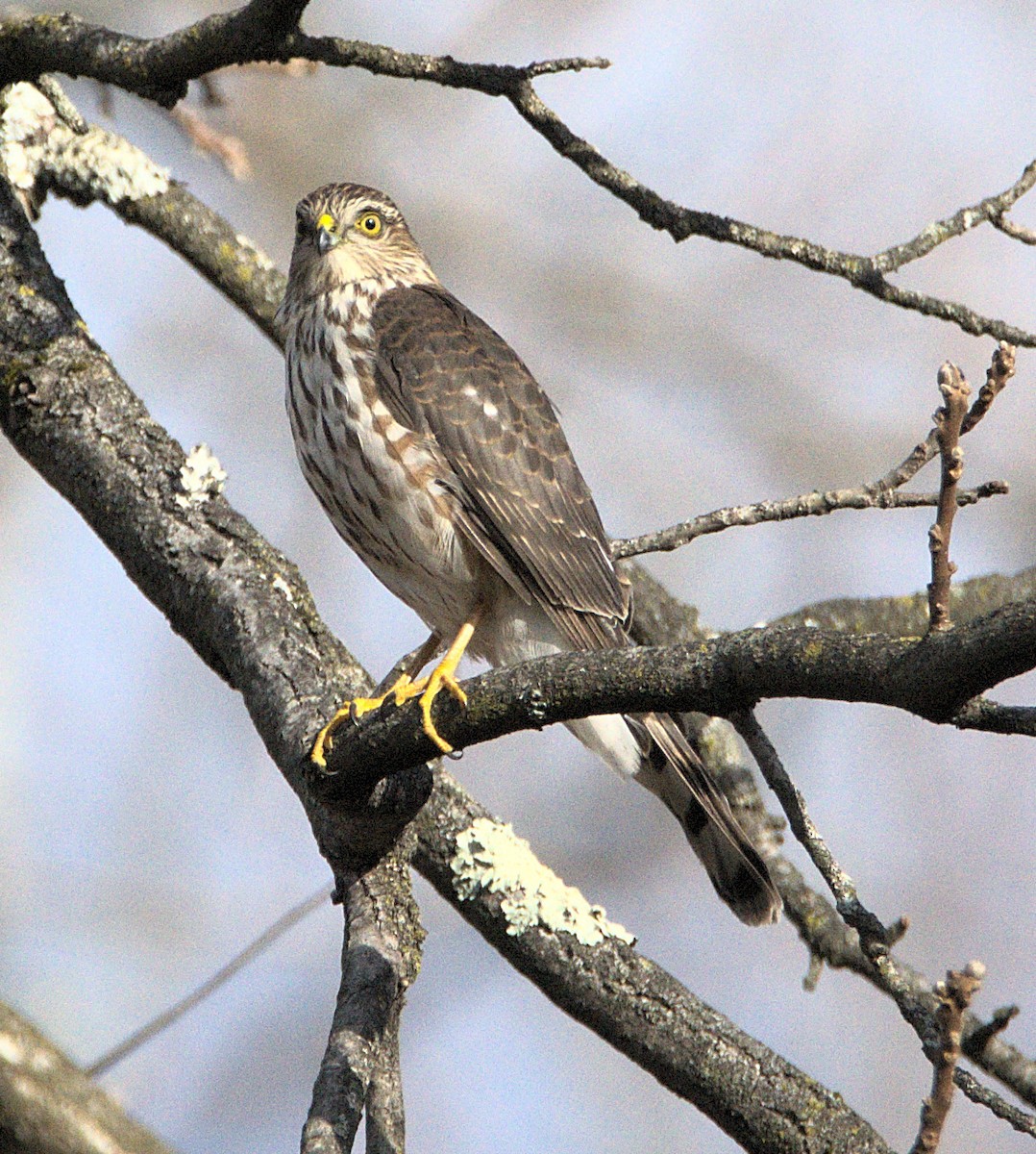 Яструб неоарктичний - ML646117078