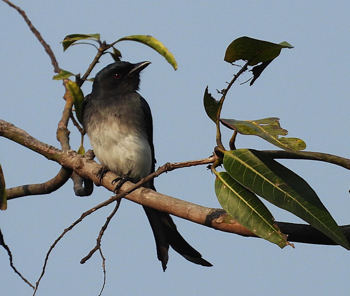 White-bellied Drongo - ML646117081