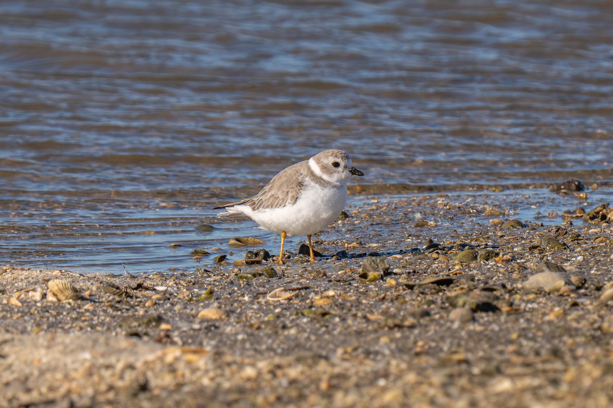 Flötenregenpfeifer - ML646117082