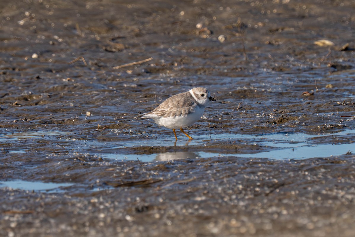 Flötenregenpfeifer - ML646117084
