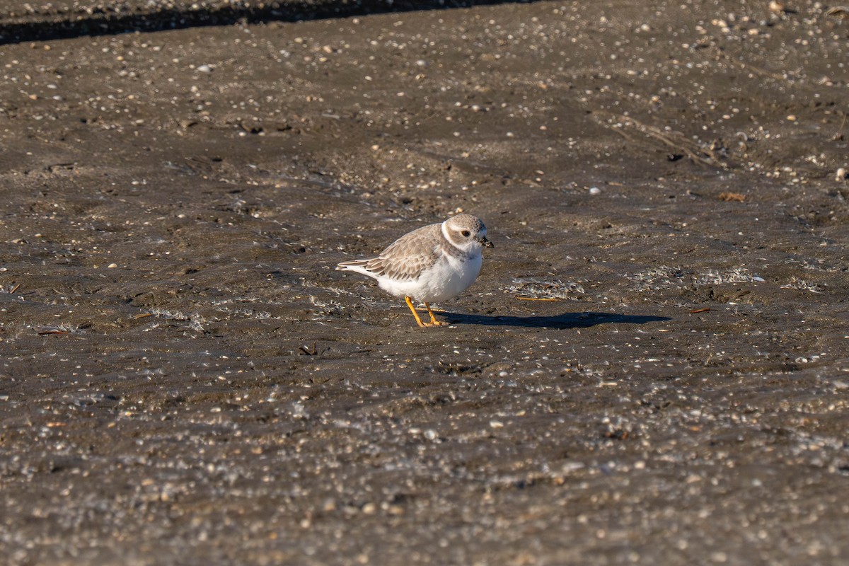 Flötenregenpfeifer - ML646117085