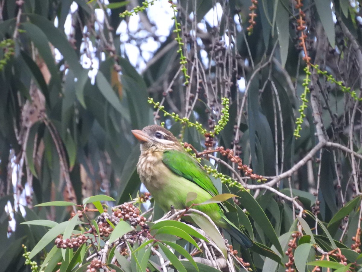 White-cheeked Barbet - ML646117086