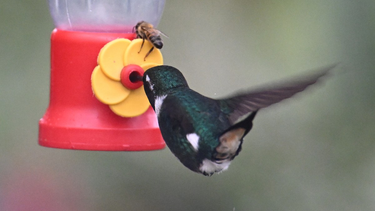 White-bellied Woodstar - ML646117088