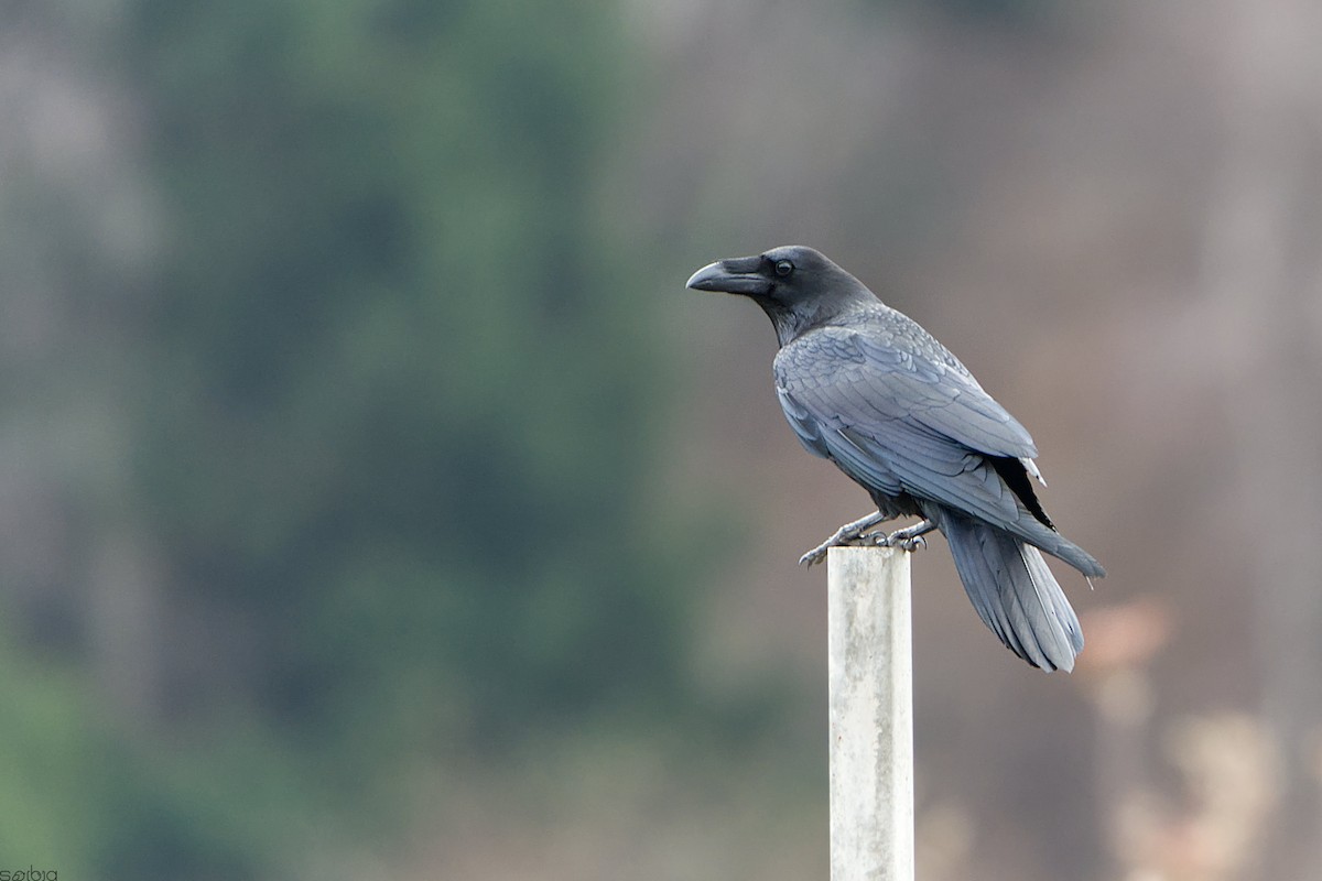 Common Raven - ML646117089