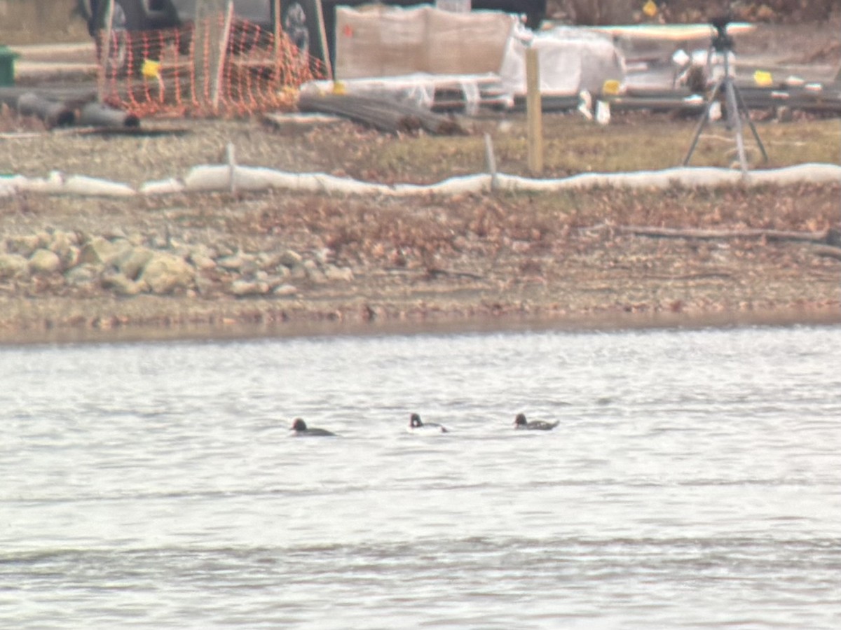 鵲鴨 - ML646117092