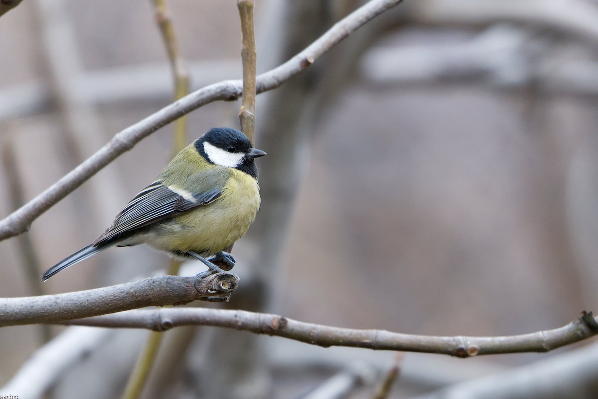 Great Tit - ML646117094