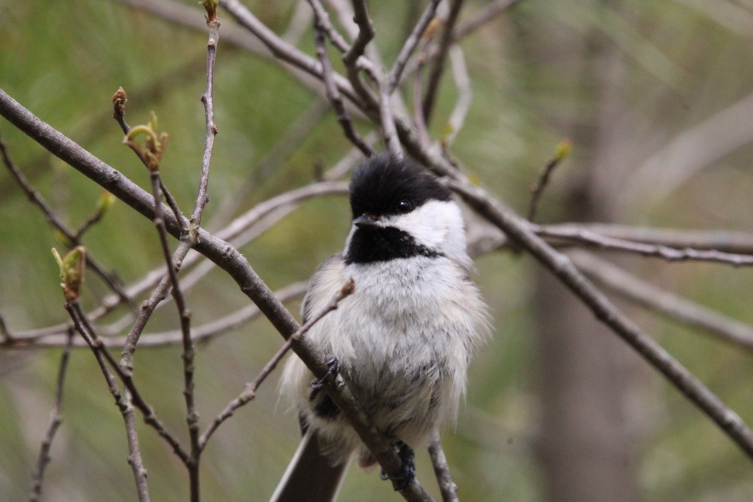 Schwarzkopfmeise - ML646117095