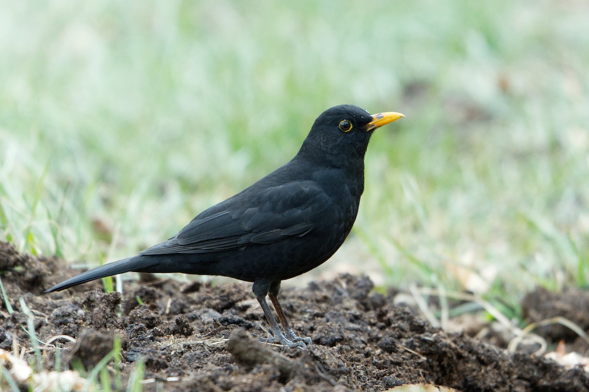 Eurasian Blackbird - ML646117096