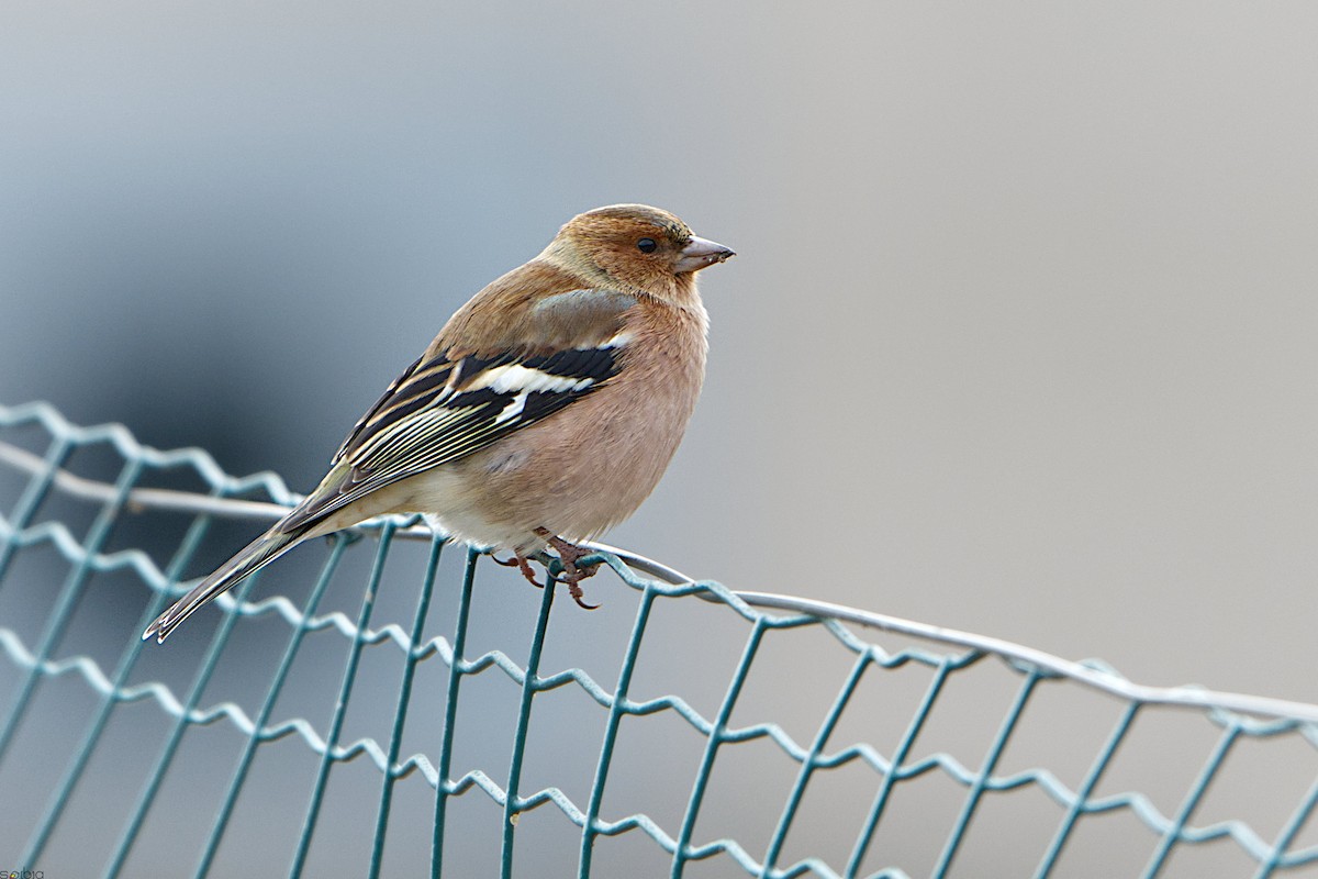 Common Chaffinch - ML646117100