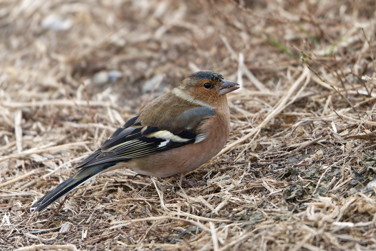 Common Chaffinch - ML646117101