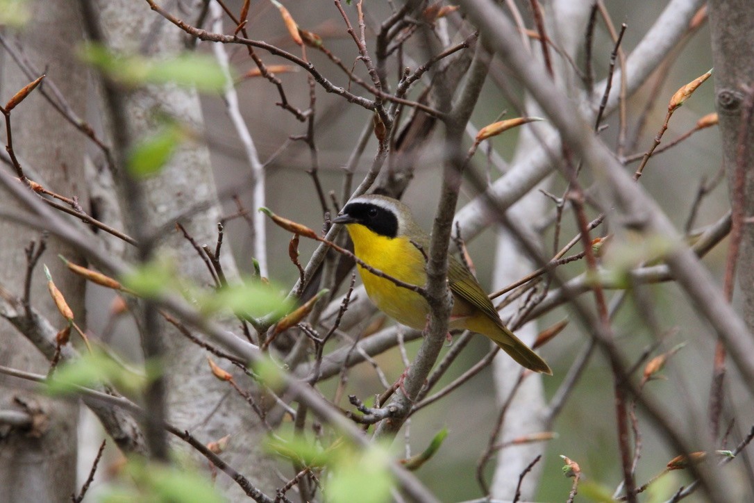 Weidengelbkehlchen - ML646117108