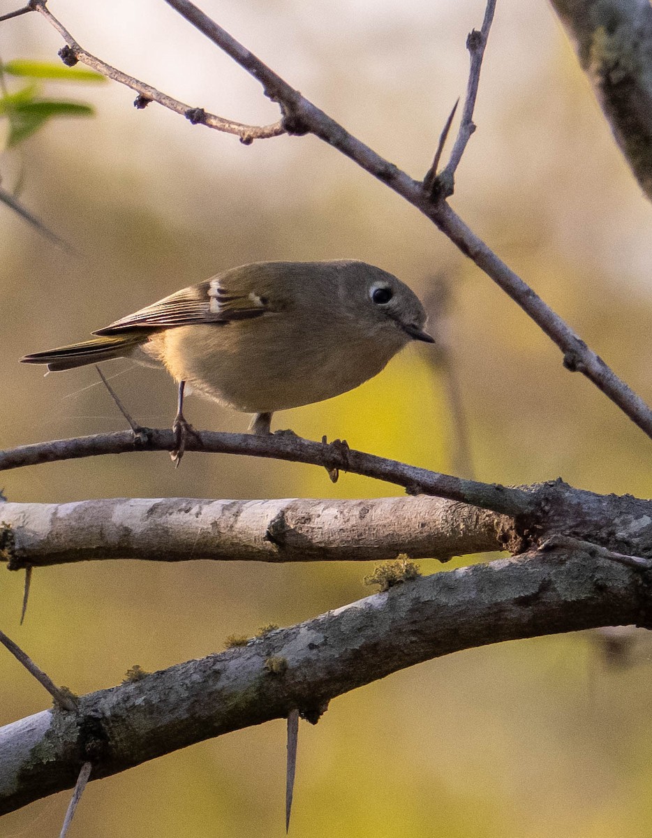 Золотомушка рубіновочуба - ML646117112