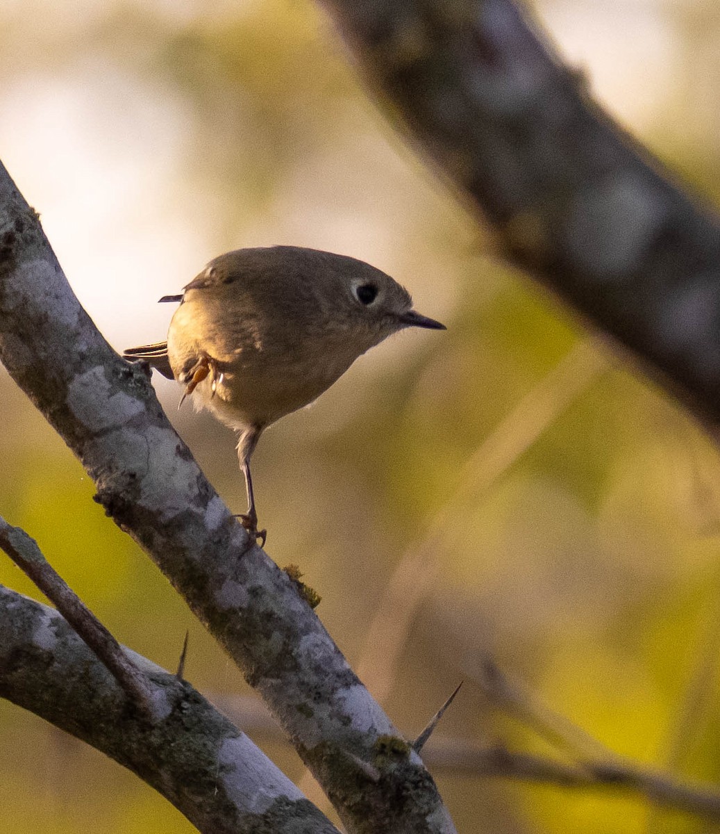 Золотомушка рубіновочуба - ML646117113