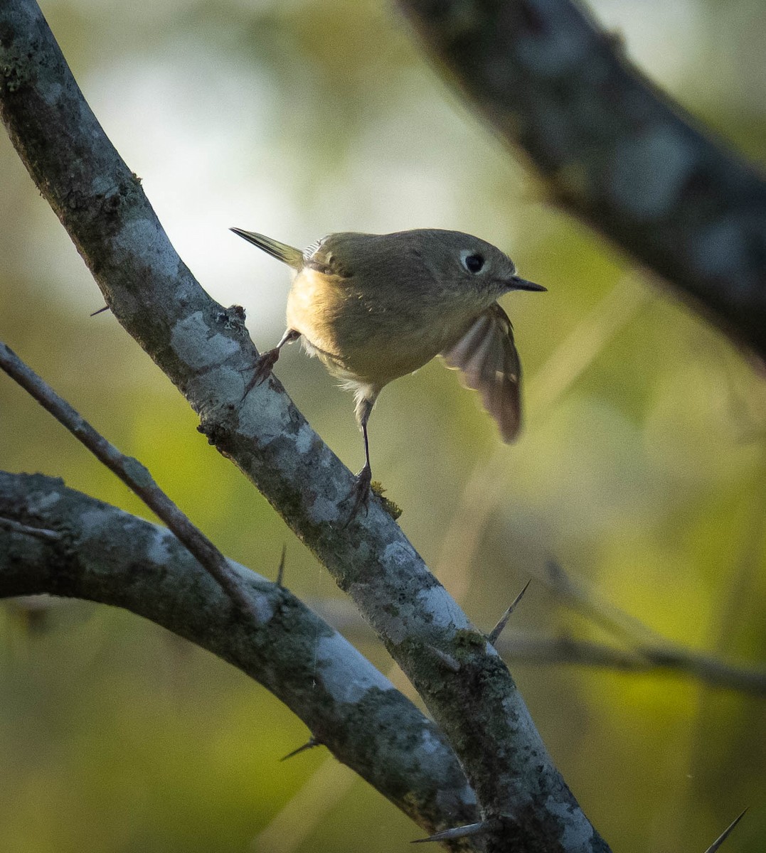 Золотомушка рубіновочуба - ML646117114