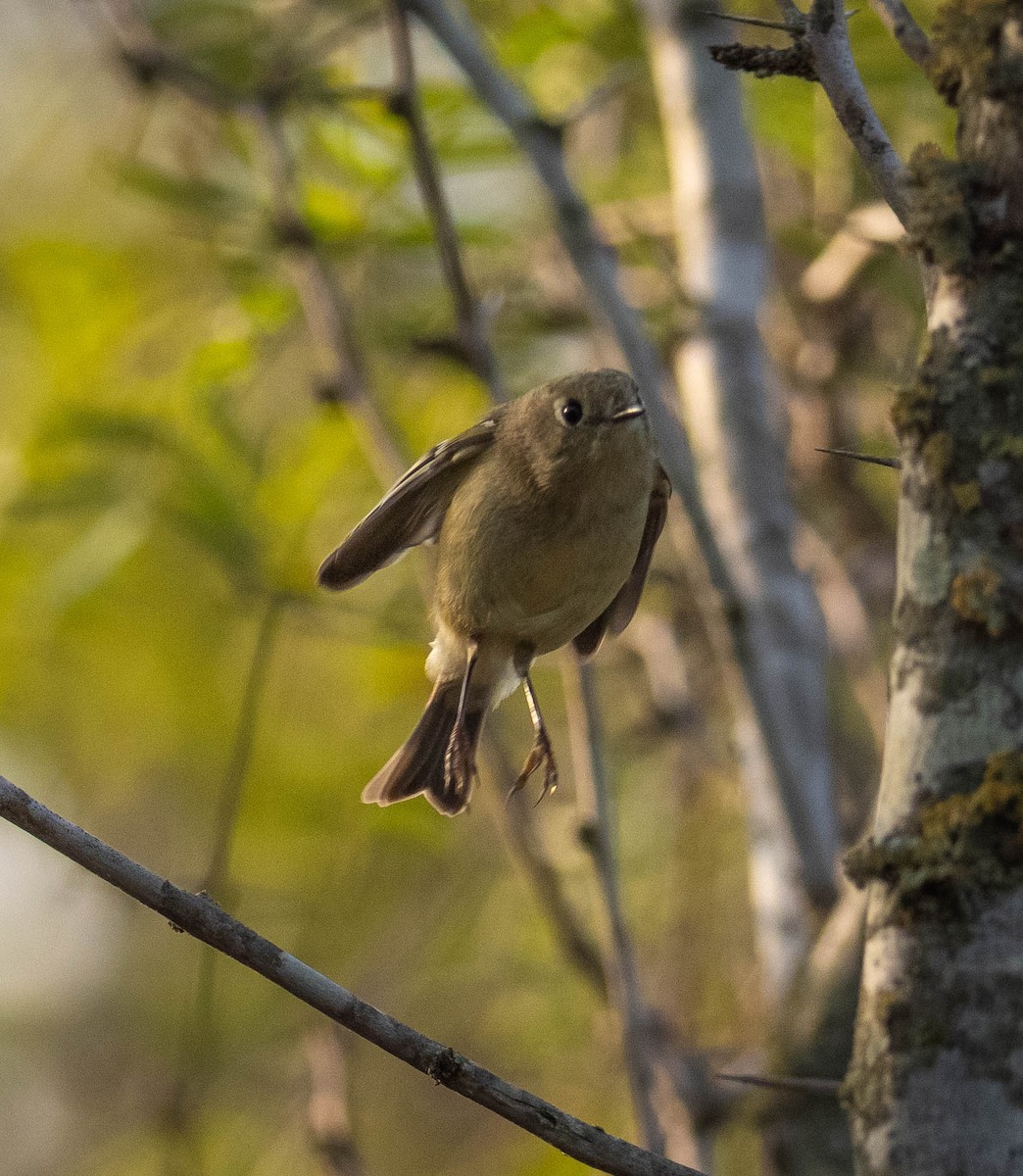 Золотомушка рубіновочуба - ML646117115