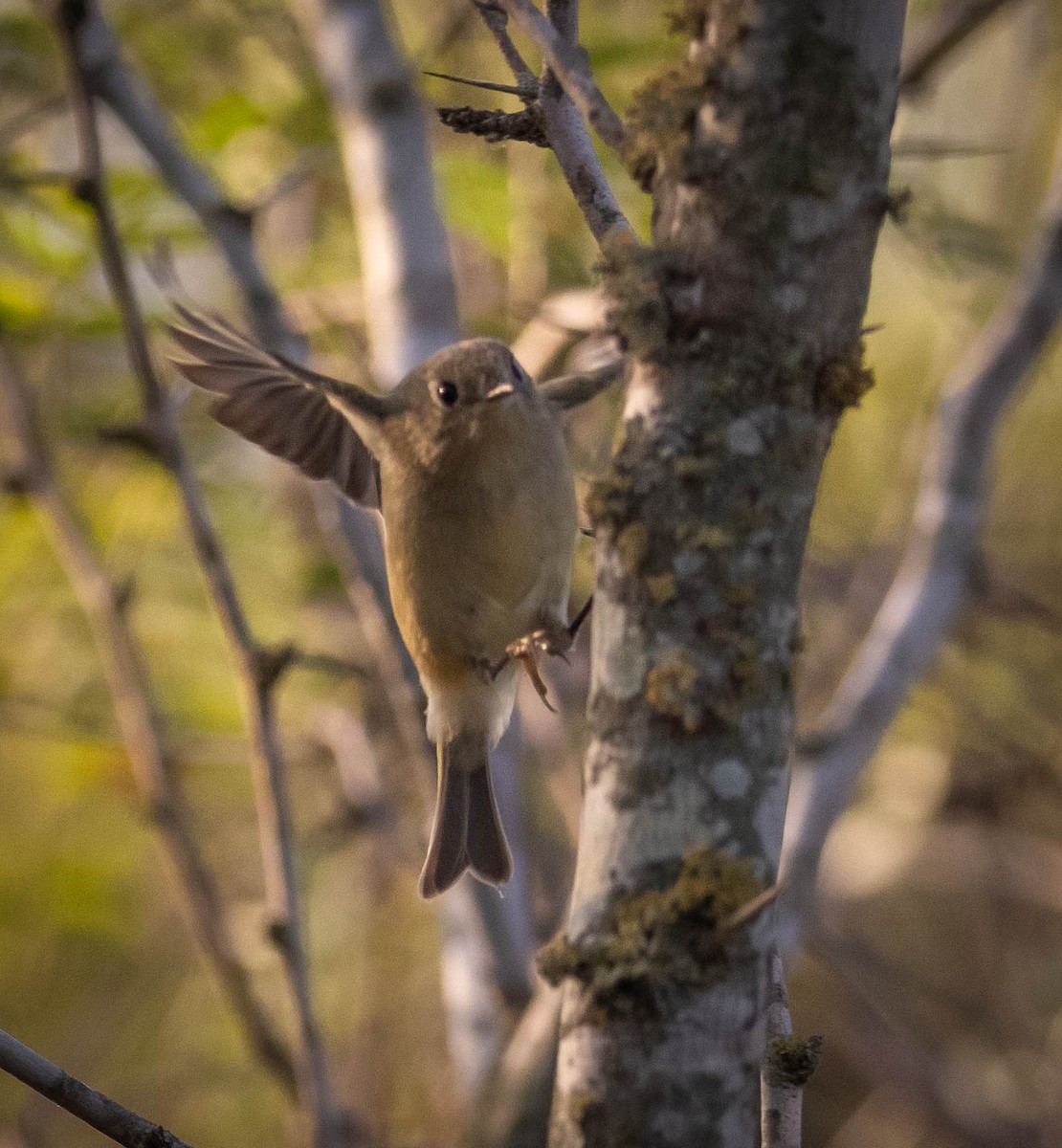 Золотомушка рубіновочуба - ML646117116