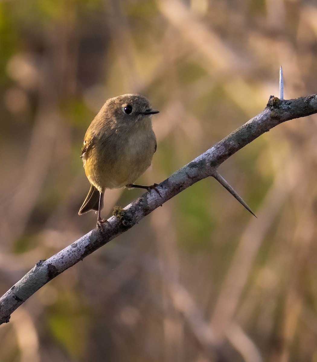 Золотомушка рубіновочуба - ML646117117