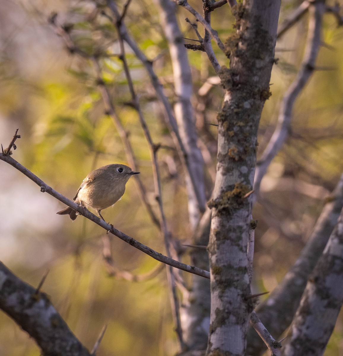 Золотомушка рубіновочуба - ML646117118