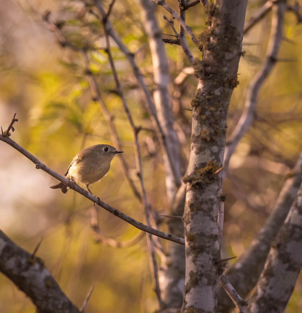 Золотомушка рубіновочуба - ML646117119