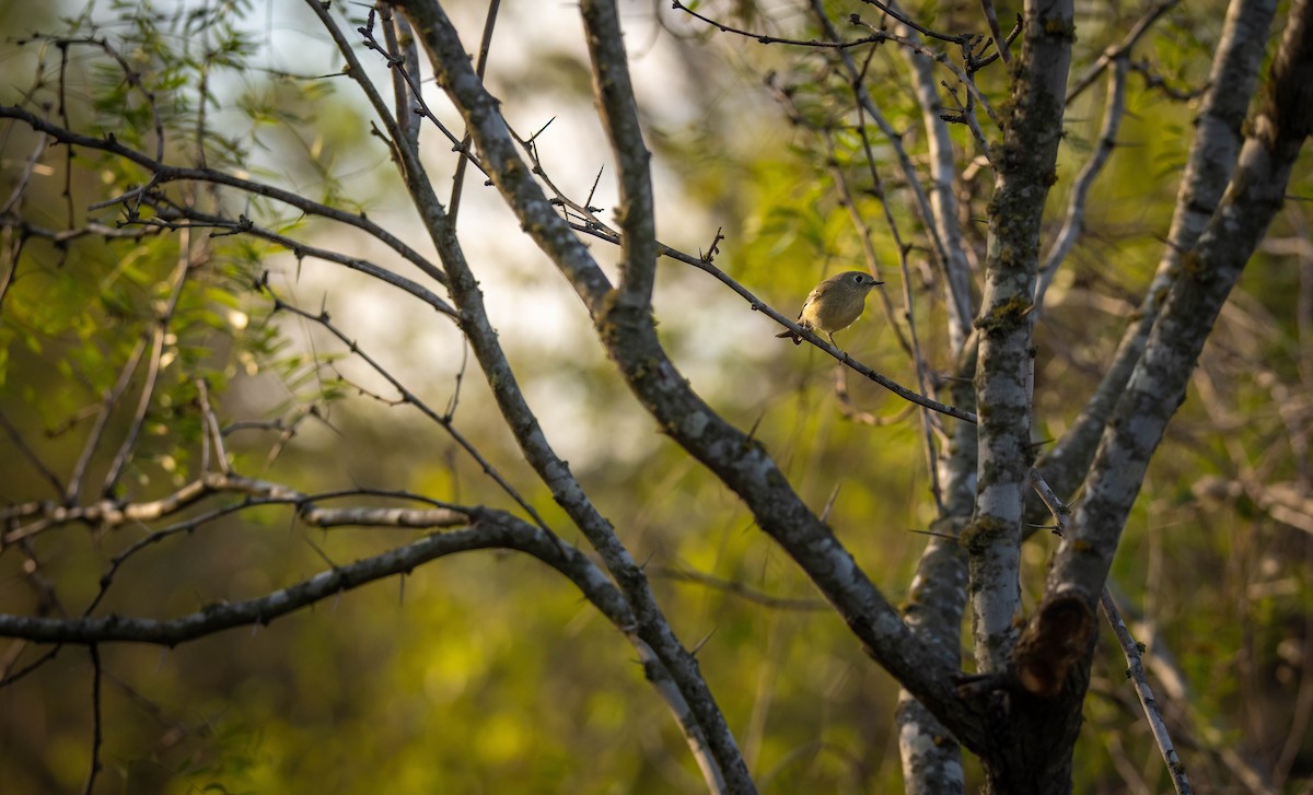 Золотомушка рубіновочуба - ML646117120