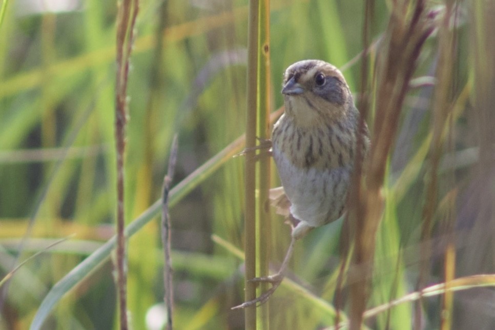 Nelson's Sparrow - ML646117121