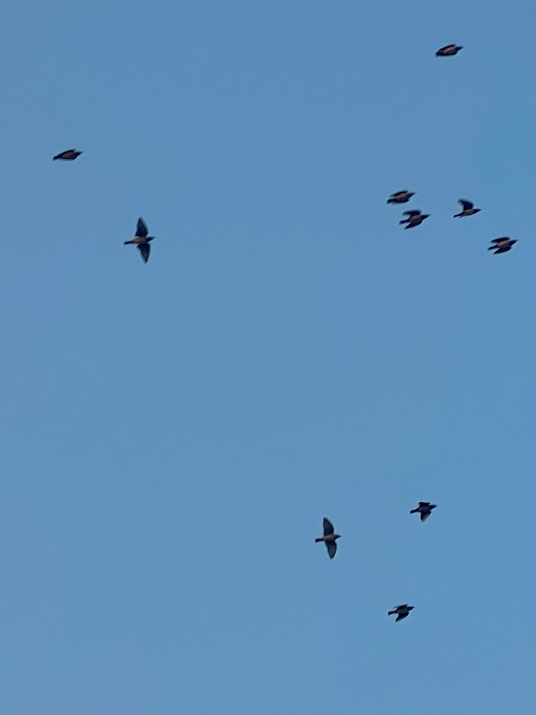 Rosy Starling - ML646117122