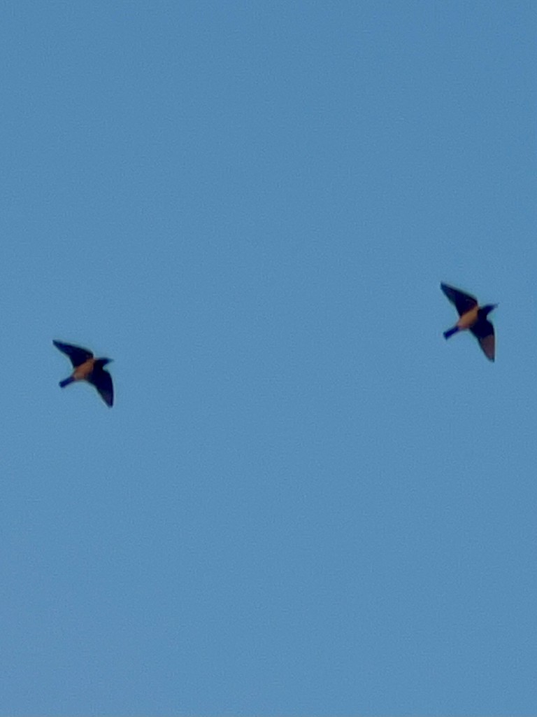 Rosy Starling - ML646117124