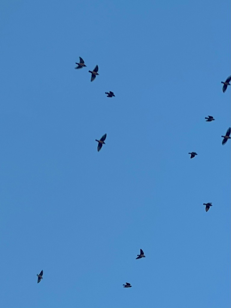 Rosy Starling - ML646117125