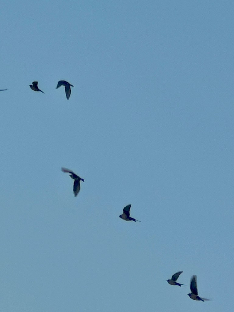 Rosy Starling - ML646117126